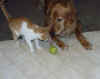 CatDog.jpg (79828 bytes)
